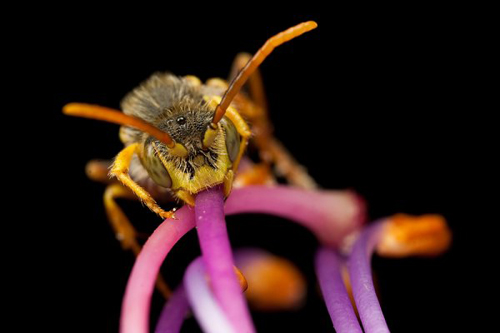 Insect Photography by Alistair Campbell