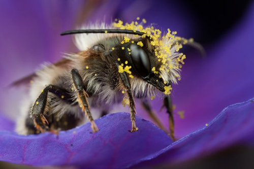 Insect Photography by Alistair Campbell