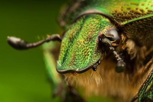 Insect Photography by Alistair Campbell