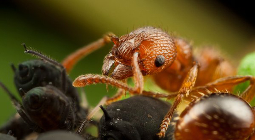 Insect Photography by Alistair Campbell