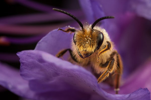 Insect Photography by Alistair Campbell