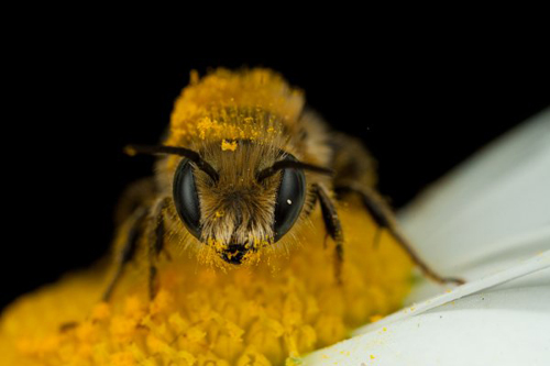 Insect Photography by Alistair Campbell