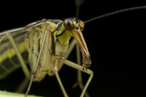 Insect Photography by Alistair Campbell