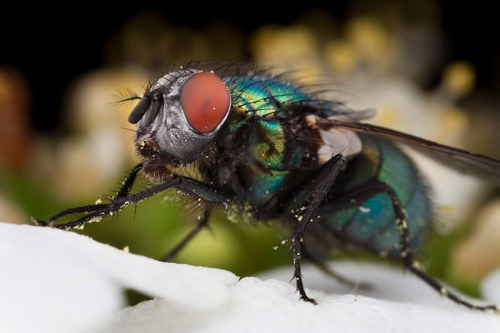 Insect Photography by Alistair Campbell