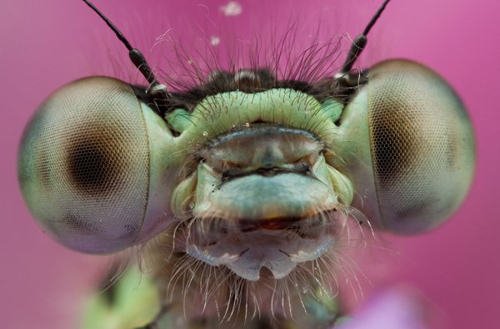Insect Photography by Alistair Campbell