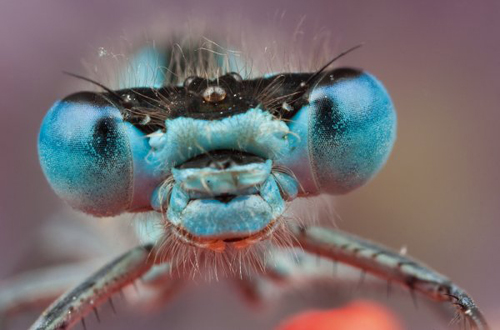 Insect Photography by Alistair Campbell