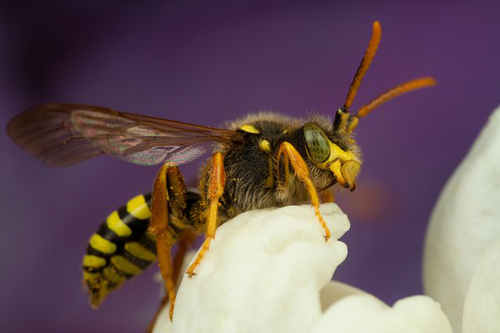 Insect Photography by Alistair Campbell