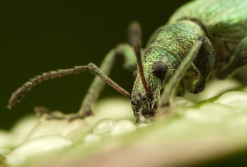 Insect Photography by Alistair Campbell