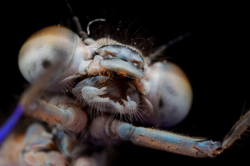Insect Photography by Alistair Campbell