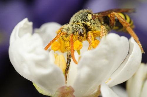 Insect Photography by Alistair Campbell