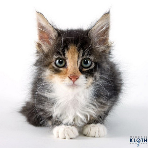 Shelter Cats by Michael Kloth