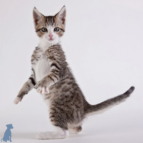 Shelter Cats by Michael Kloth