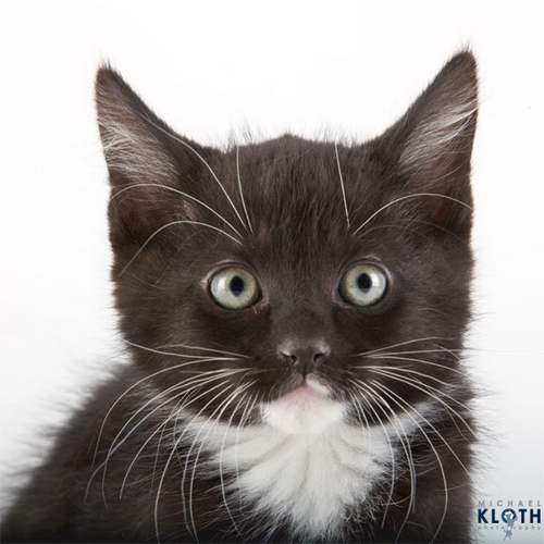 Shelter Cats by Michael Kloth