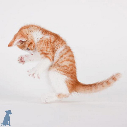Shelter Cats by Michael Kloth