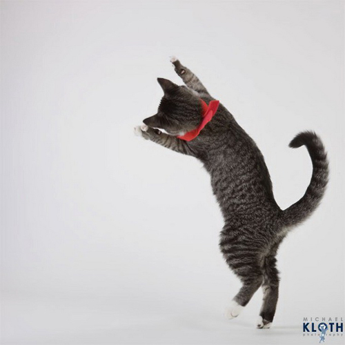 Shelter Cats by Michael Kloth