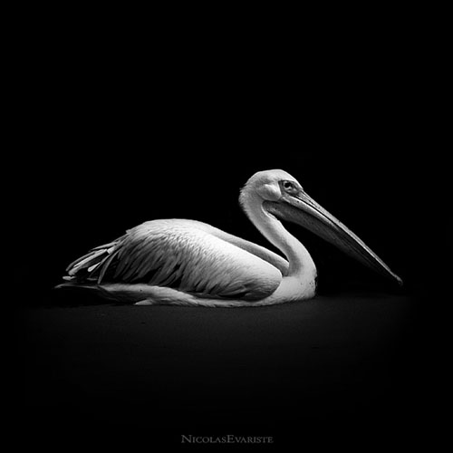 Impressive Animals Photography by Nicolas Evariste