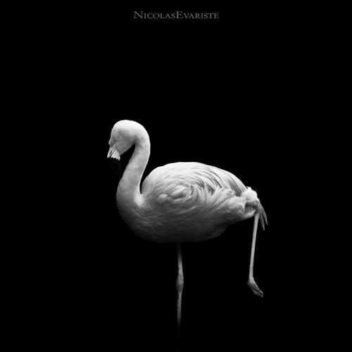 Impressive Animals Photography by Nicolas Evariste