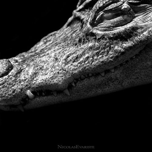 Impressive Animals Photography by Nicolas Evariste