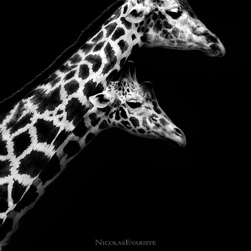 Impressive Animals Photography by Nicolas Evariste