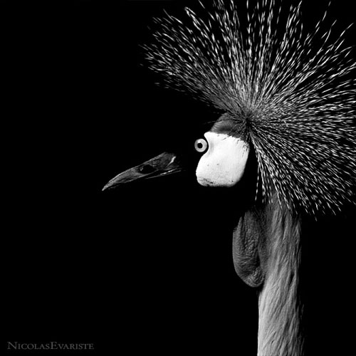 Impressive Animals Photography by Nicolas Evariste