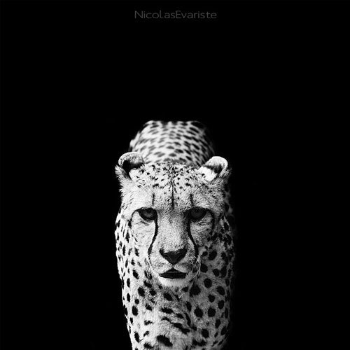 Impressive Animals Photography by Nicolas Evariste