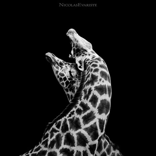 Impressive Animals Photography by Nicolas Evariste