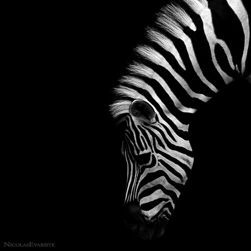 Impressive Animals Photography by Nicolas Evariste
