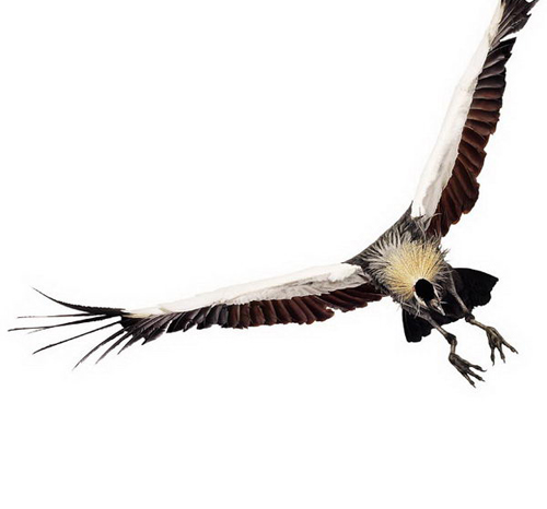 Birds Photography by Andrew Zuckerman