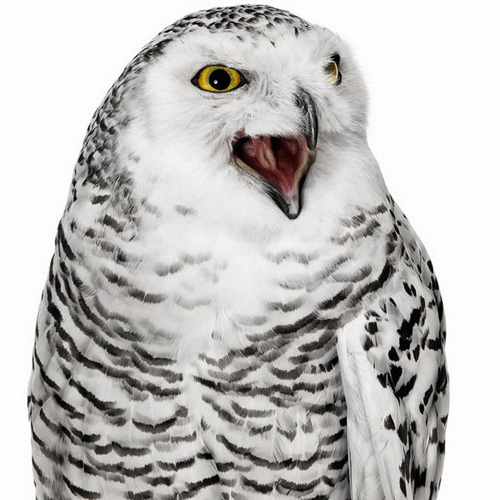 Birds Photography by Andrew Zuckerman