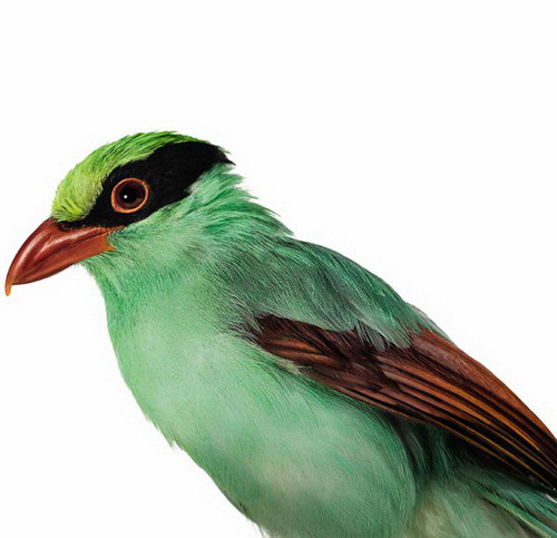 Birds Photography by Andrew Zuckerman