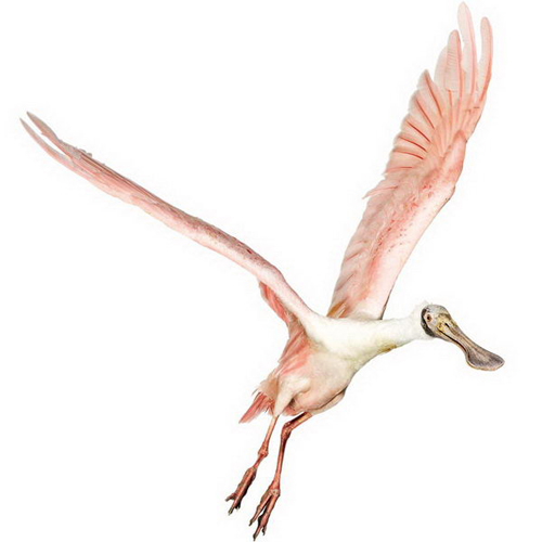 Birds Photography by Andrew Zuckerman