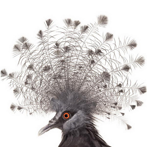Birds Photography by Andrew Zuckerman