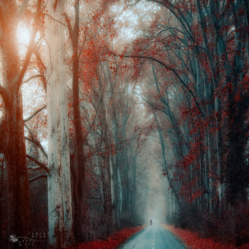 Stunning Autumn Photography by Ildiko Neer