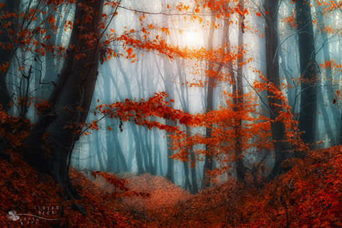 Stunning Autumn Photography by Ildiko Neer