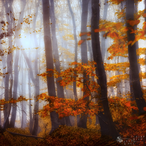 Stunning Autumn Photography by Ildiko Neer