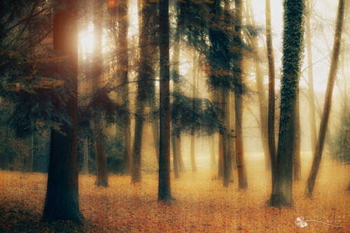 Stunning Autumn Photography by Ildiko Neer