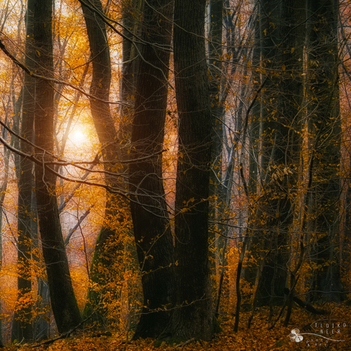 Stunning Autumn Photography by Ildiko Neer