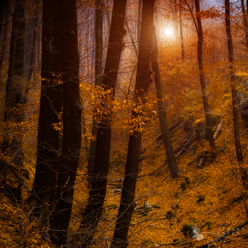 Stunning Autumn Photography by Ildiko Neer