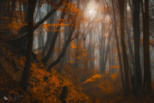 Stunning Autumn Photography by Ildiko Neer