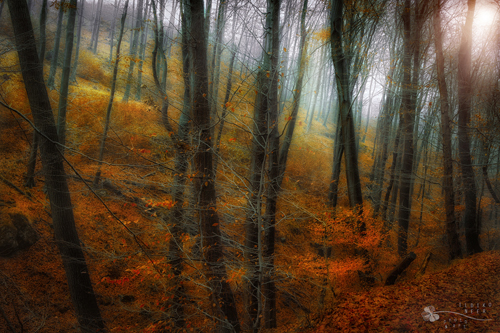 Stunning Autumn Photography by Ildiko Neer