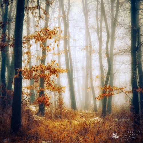 Stunning Autumn Photography by Ildiko Neer