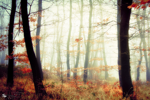 Stunning Autumn Photography by Ildiko Neer