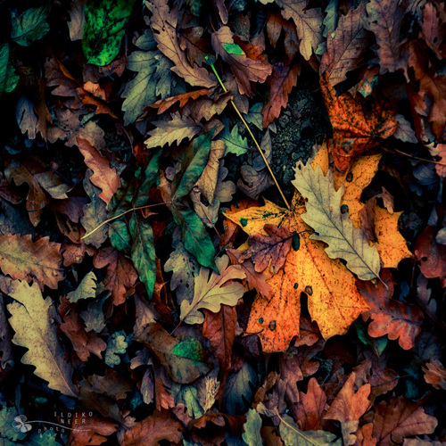 Stunning Autumn Photography by Ildiko Neer