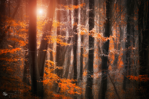 Stunning Autumn Photography by Ildiko Neer