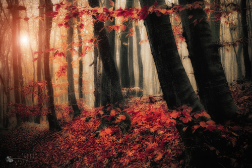 Stunning Autumn Photography by Ildiko Neer