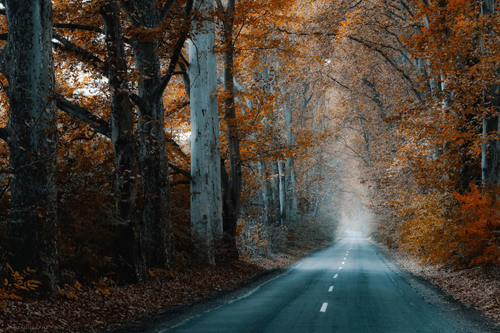 Stunning Autumn Photography by Ildiko Neer