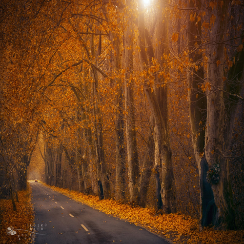 Stunning Autumn Photography by Ildiko Neer