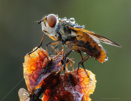 Macro Photography by Sergei Golubenko
