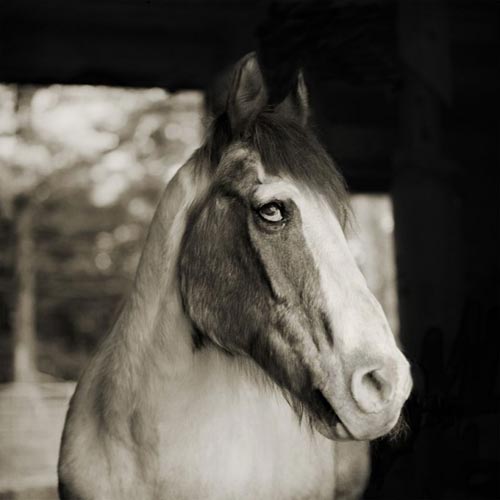 Portraits of Elderly Animals by Isa Leshko