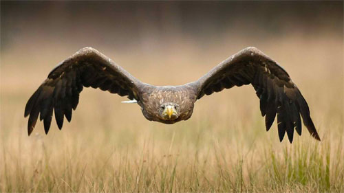 30 Beautiful Eagle Wallpapers Backgrounds Collection Dzinewatch